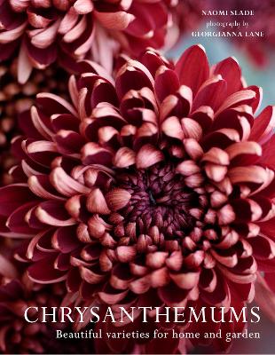 Chrysanthemums: Beautiful Varieties for Home and Garden