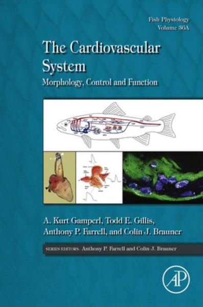 Cardiovascular System: Morphology, Control and Function