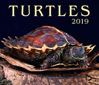 Turtles 2019