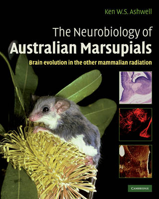 Neurobiology of Australian Marsupials: Brain Evolution in the Other Mammalian Radiation