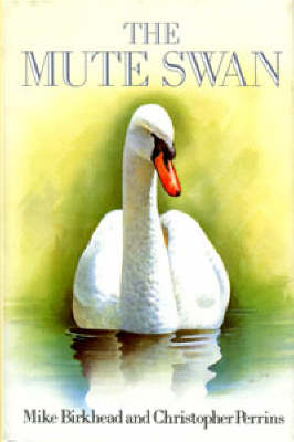 Mute Swan