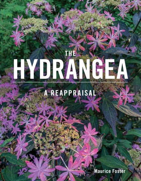 Hydrangea