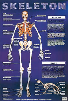 Skeleton