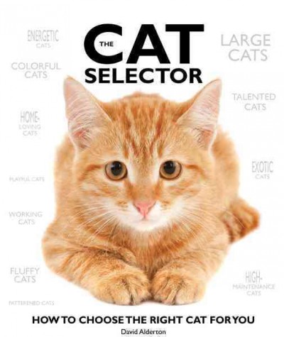 Cat Selector: How to Choose the Right Cat for You