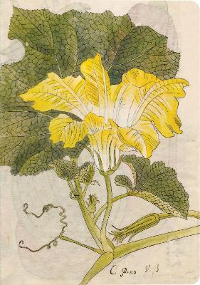Japanese Squash Blossom Lined Paperback Journal: Blank Notebook with Pocket