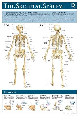 Human Anatomy Wallchart: The Skeletal System