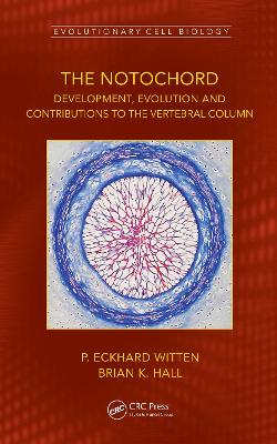 Notochord: Development, Evolution and contributions to the vertebral column