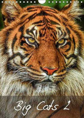 Big Cats2 2019: Magnificent Felines from around the World 4th edition