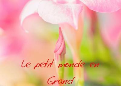 Le petit monde en Grand: Plongez au coeur d'un monde invisible à l'oeil nu.