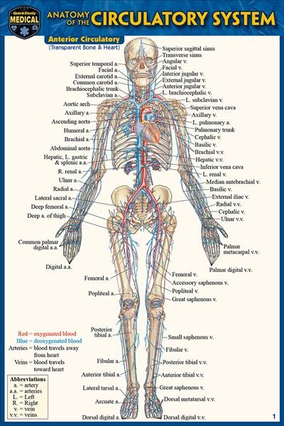 Anatomy of the Circulatory System (Pocket-Sized Edition - 4x6 Inches) 2nd Second Edition, New Edition, Updated & Revised ed.
