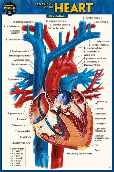 Anatomy of the Heart (Pocket-Sized Edition - 4x6 Inches) 2nd Second Edition, New Edition, Updated & Revised ed.