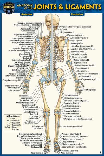 Anatomy of the Joints & Ligaments (Pocket-Sized Edition - 4x6 Inches) 2nd Second Edition, New Edition, Updated & Revised ed.