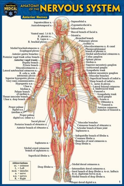 Anatomy of the Nervous System (Pocket-Sized Edition -4x6 Inches) 2nd Second Edition, New Edition, Updated & Revised ed.