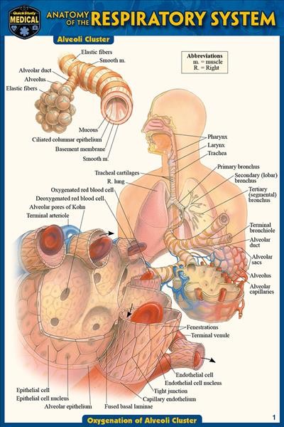 Anatomy of the Respiratory System (Pocket-Sized Edition - 4x6 Inches) 2nd Second Edition, New Edition, Updated & Revised ed.