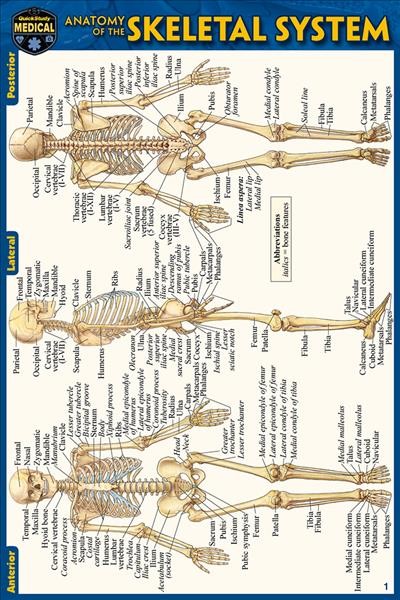 Anatomy of the Skeletal System (Pocket-Sized Edition - 4x6 Inches) 2nd Second Edition, New Edition, Updated & Revised ed.