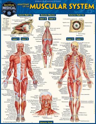 Anatomy of the Muscular System: A Quickstudy Laminated Reference Guide First Edition, New ed.