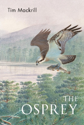 Osprey