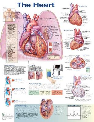 Heart Anatomical Chart 2nd edition
