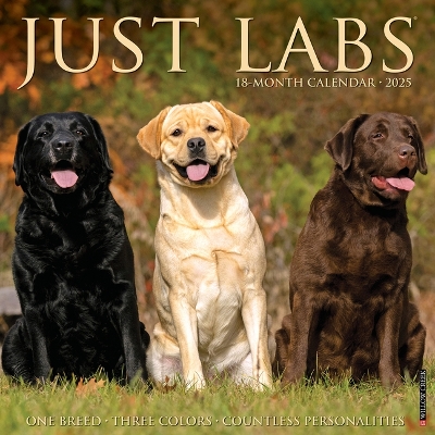 Labs 2026 12 X 12 Wall Calendar