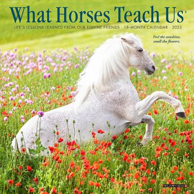 What Horses Teach Us 2026 7 X 7 Mini Wall Calendar
