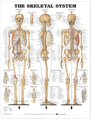 Skeletal System Anatomical Chart