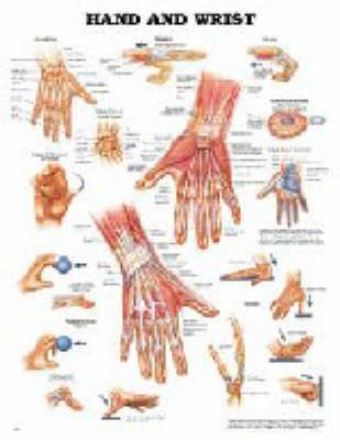 Hand and Wrist