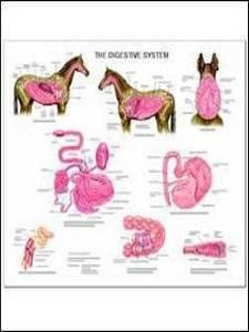 Equine Digestive Wall Chart