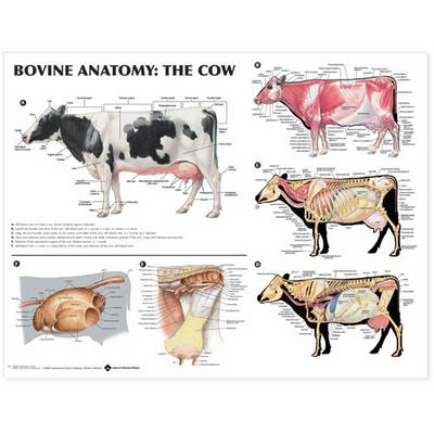Bovine Anatomy: The Cow Anatomical Chart Third ed.