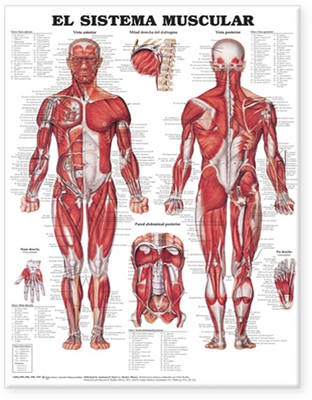 Muscular System Anatomical Chart in Spanish (El Sistema Muscular) 2nd Revised edition