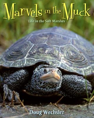 Marvels in the Muck: Life in the Salt Marshes