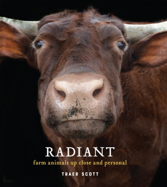Radiant: Farm Animals Up Close and Personal