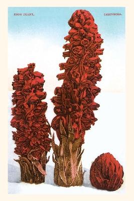 Vintage Journal Snow Plant, Lake Tahoe, California