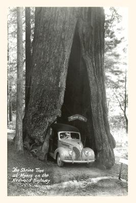 Vintage Journal Car Driving through Redwood