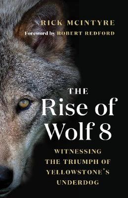 Rise of Wolf 8: Witnessing the Triumph of Yellowstone's Underdog