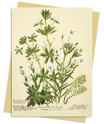 RBGE: Charlotte Cowan Pearson: Stitchworts, Woodruff and Pepperwort Greeting  Card Pack: Pack of 6 Pack of 6