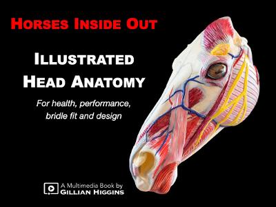 Illustrated Head Anatomy: for equine health, performance, bridle fit and design
