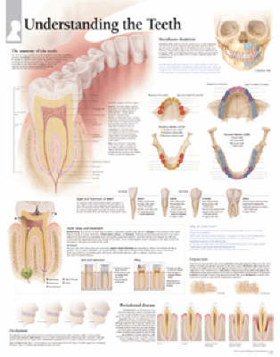 Understanding the Teeth Paper Poster