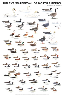Sibley's Waterfowl of North America