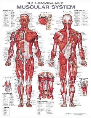 Anatomical Male Muscular System Anatomical Chart 2nd edition