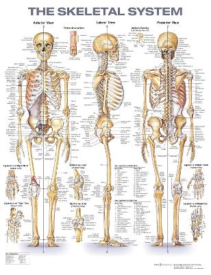 Skeletal System Anatomical Chart 2nd edition