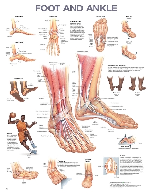 Foot and Ankle Anatomical Chart 2nd edition