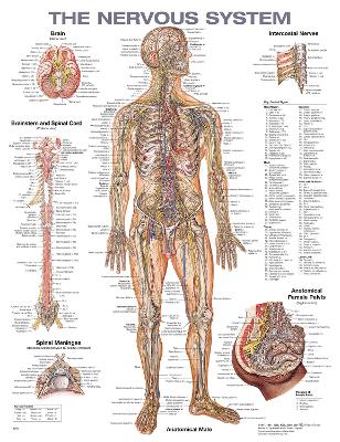 Nervous System Anatomical Chart 2nd edition