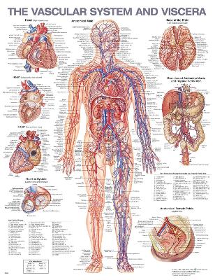Vascular System and Viscera Anatomical Chart 2nd edition