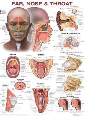 Ear, Nose, and Throat Anatomical Chart 3rd edition