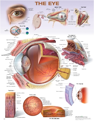 Eye Anatomical Chart 2nd edition