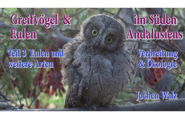 GreifvÃ¶gel und Eulen im SÃ¼den Andalusiens Teil 3 Eulen und weitere Arten: Verbreitung und Okologie