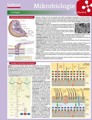 Mikrobiologie Im Berblick