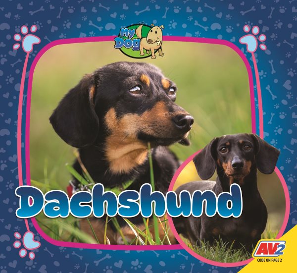 Dachshund