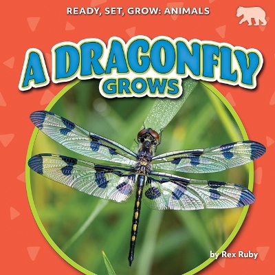 Dragonfly Grows