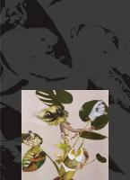 Kandis Williams: A Surface